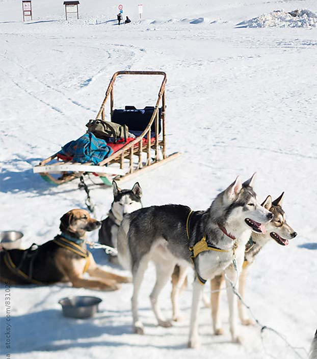 Sled dogs resting with empty dog sled