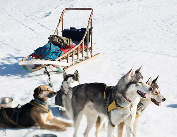 Dog sled with no people and 4 dogs