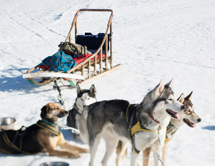 Dogsledding in Jackson Hole