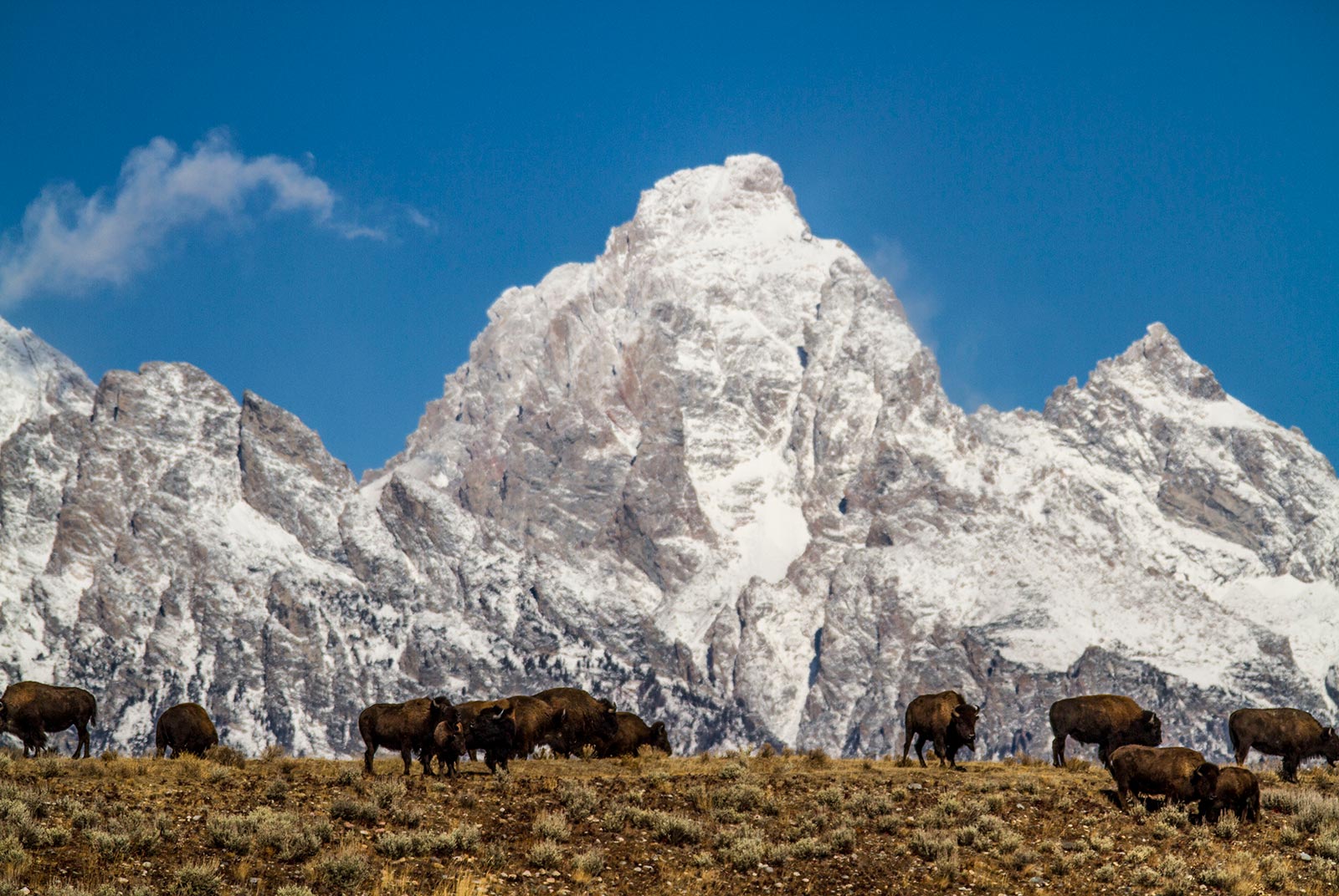 Herd of buffalo on hillside with snow covered Grand Tetons in back