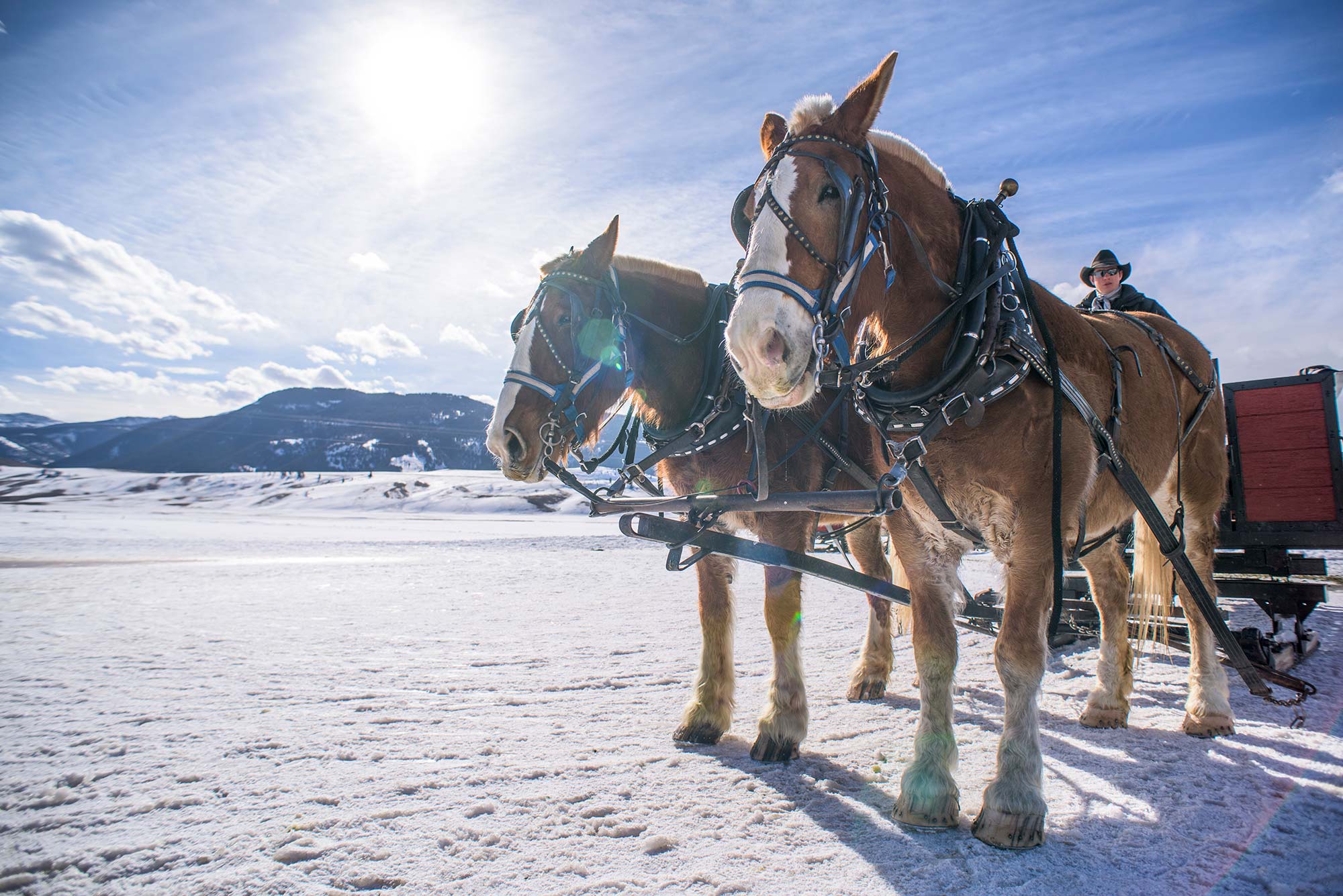 Take A Sleigh Ride In the National Elk Refuge