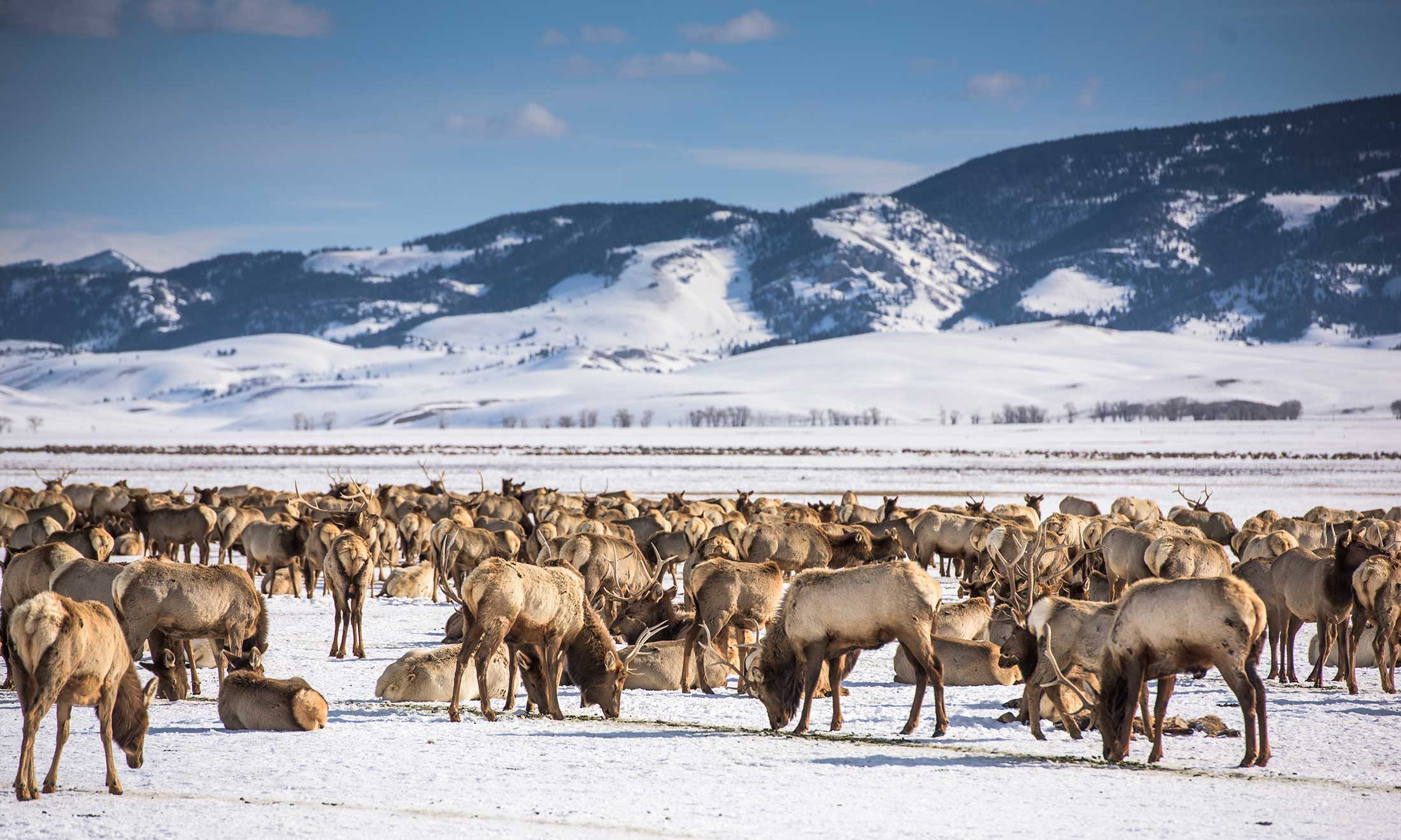 Winter in the National Elk Refuge