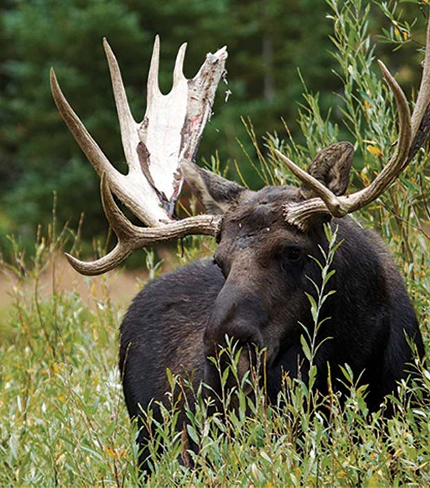 Bull moose shedding velvet from antlers standing in the willows