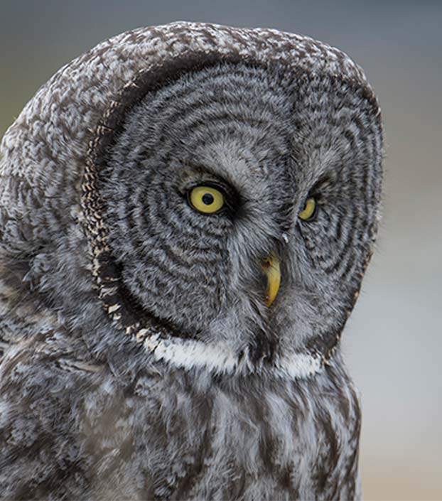 Jackson Hole Winter Scenic Safaris great gray owl with yellow eyes and beak