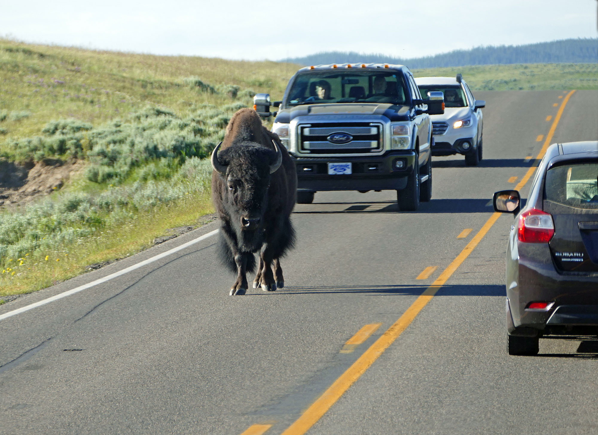 Yellowstone National Park male buffalo walking down middle of the highway with traffic