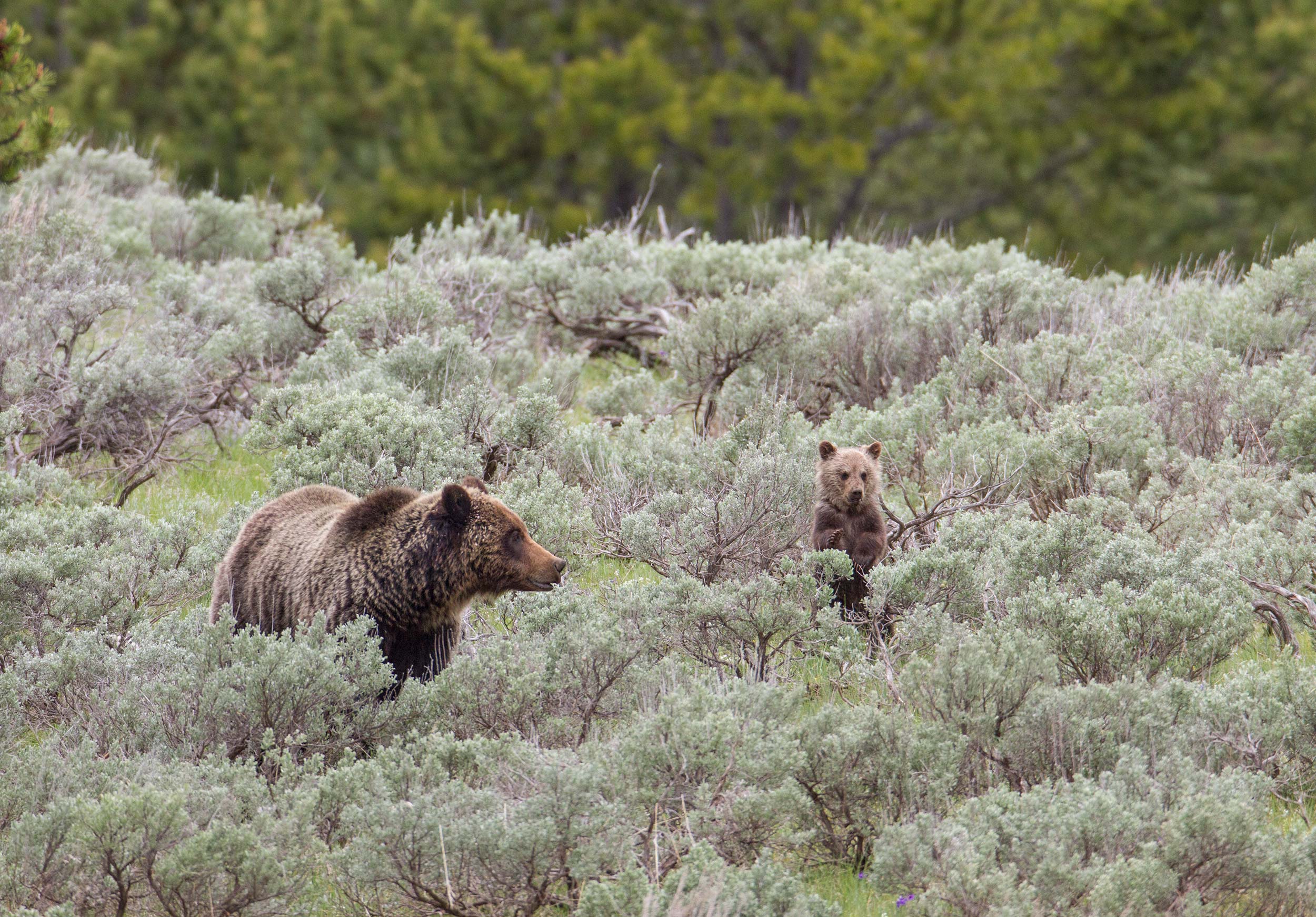 Female brown bear with cub in bushes
