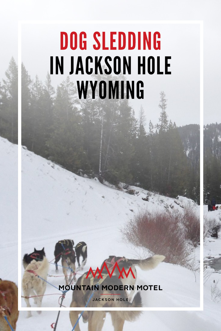 Blog Dog Sledding in Jackson Hole Wyoming