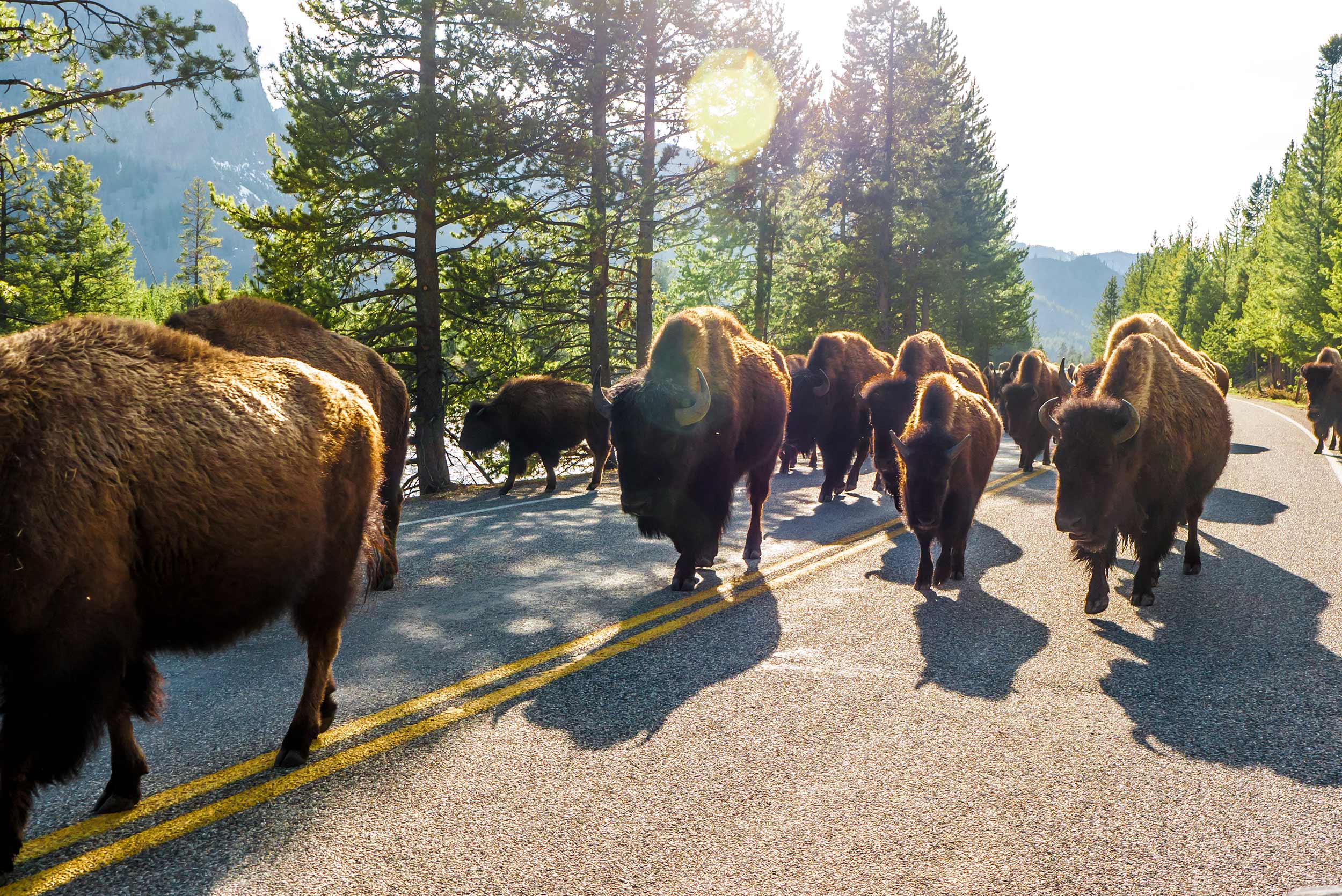 Bison Herd Walking In Yellowstone