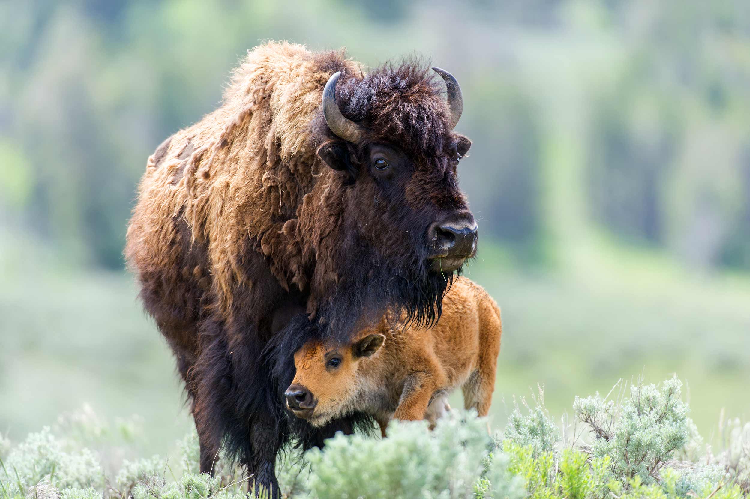Cow and Calf Bison