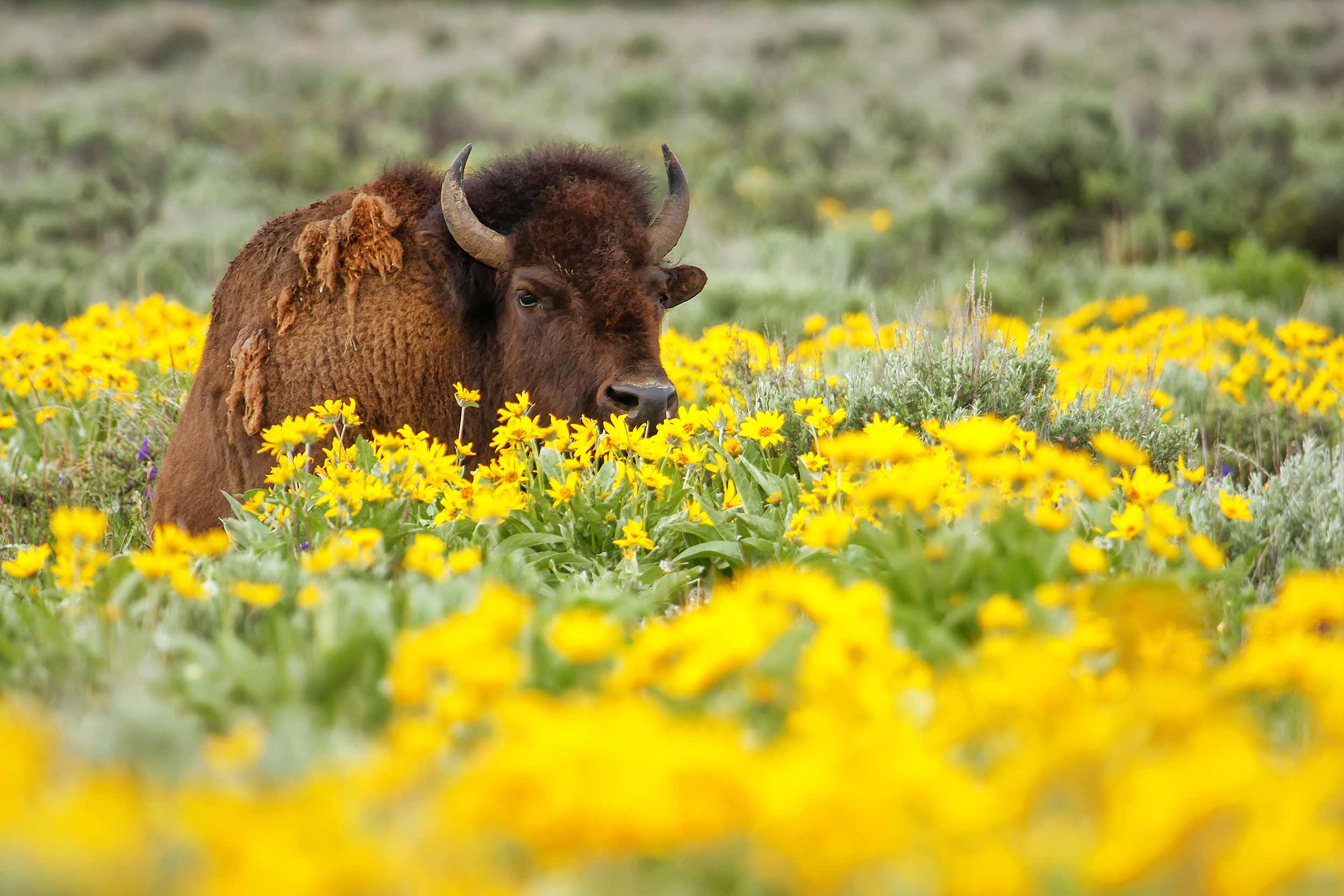 Male bison lying in the field with flowers, Yellowstone National Park, Wyoming