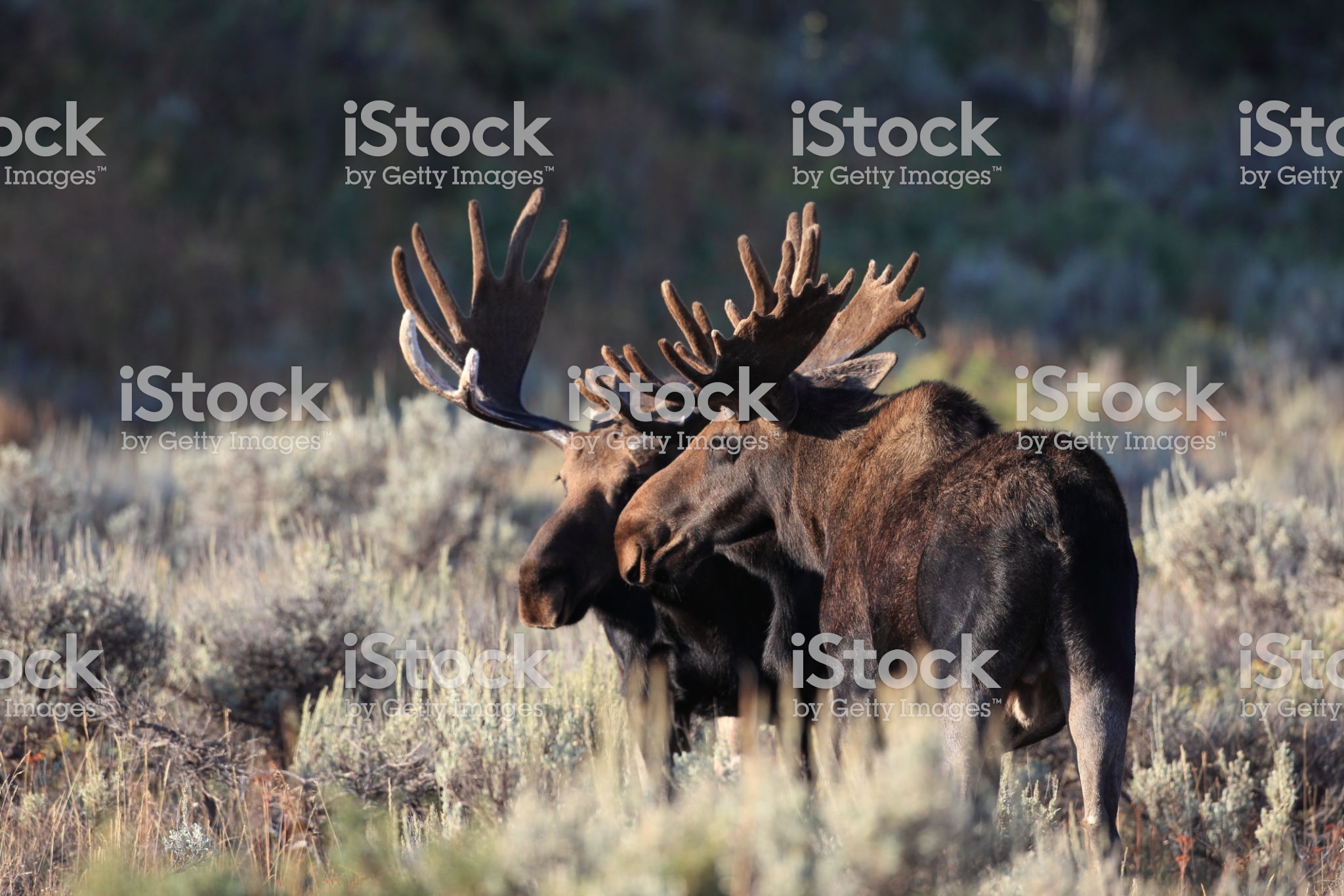 Bull moose in Grand Teton National Park Wyoming
