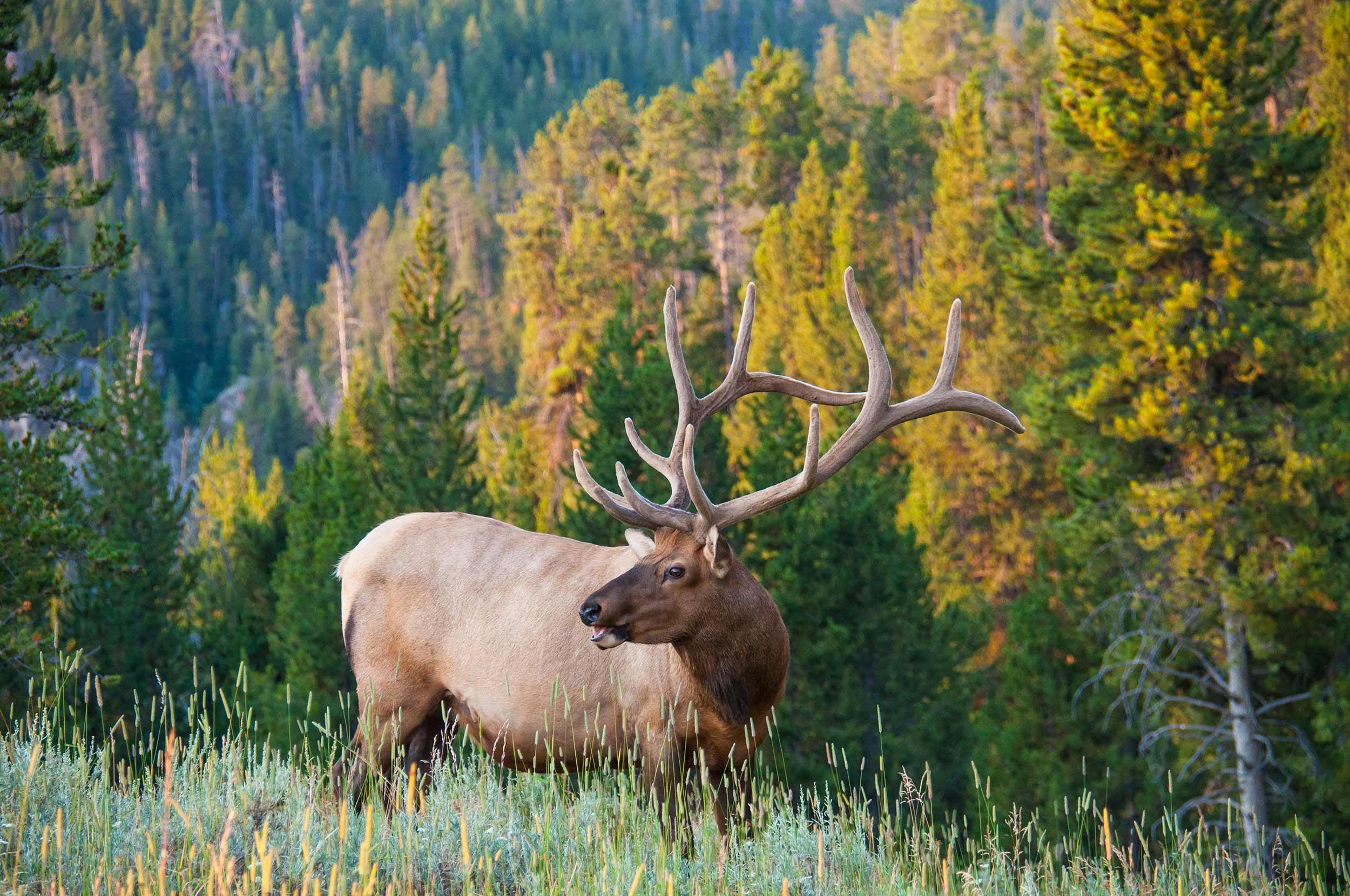 Bull elk on mountainside with fall foliage