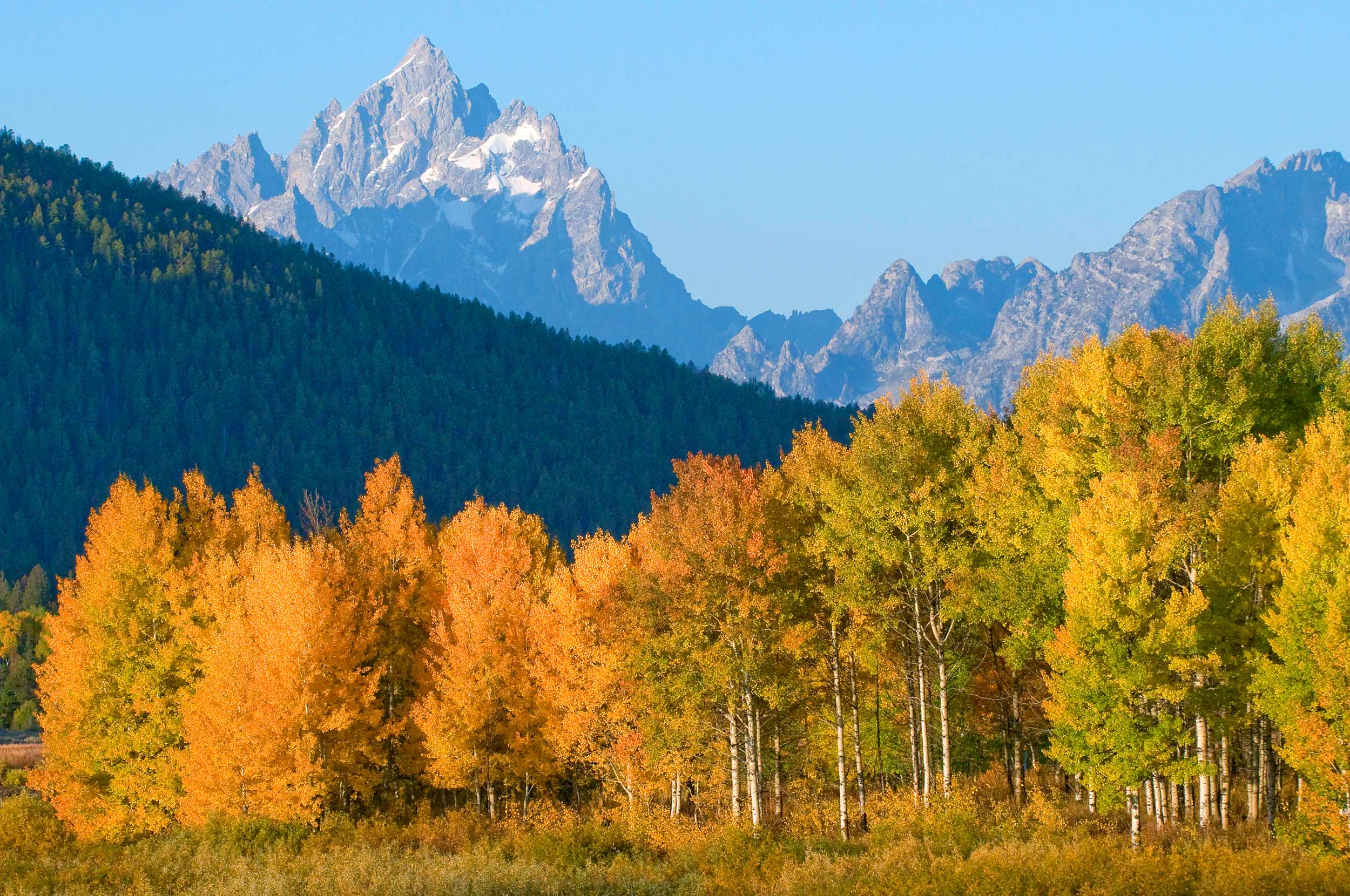 Grand Tetons in the fall with yellow aspen trees