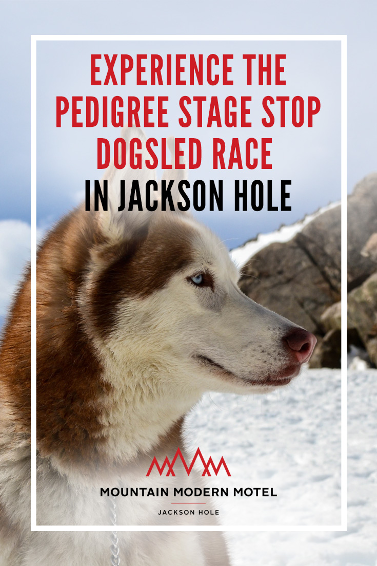Blog Experience the Pedigree Stage Stop Dogsled Race in Jackson Hole