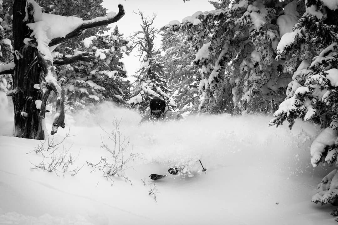 Black and white of skier in deep powder past pine trees covered in heavy snow