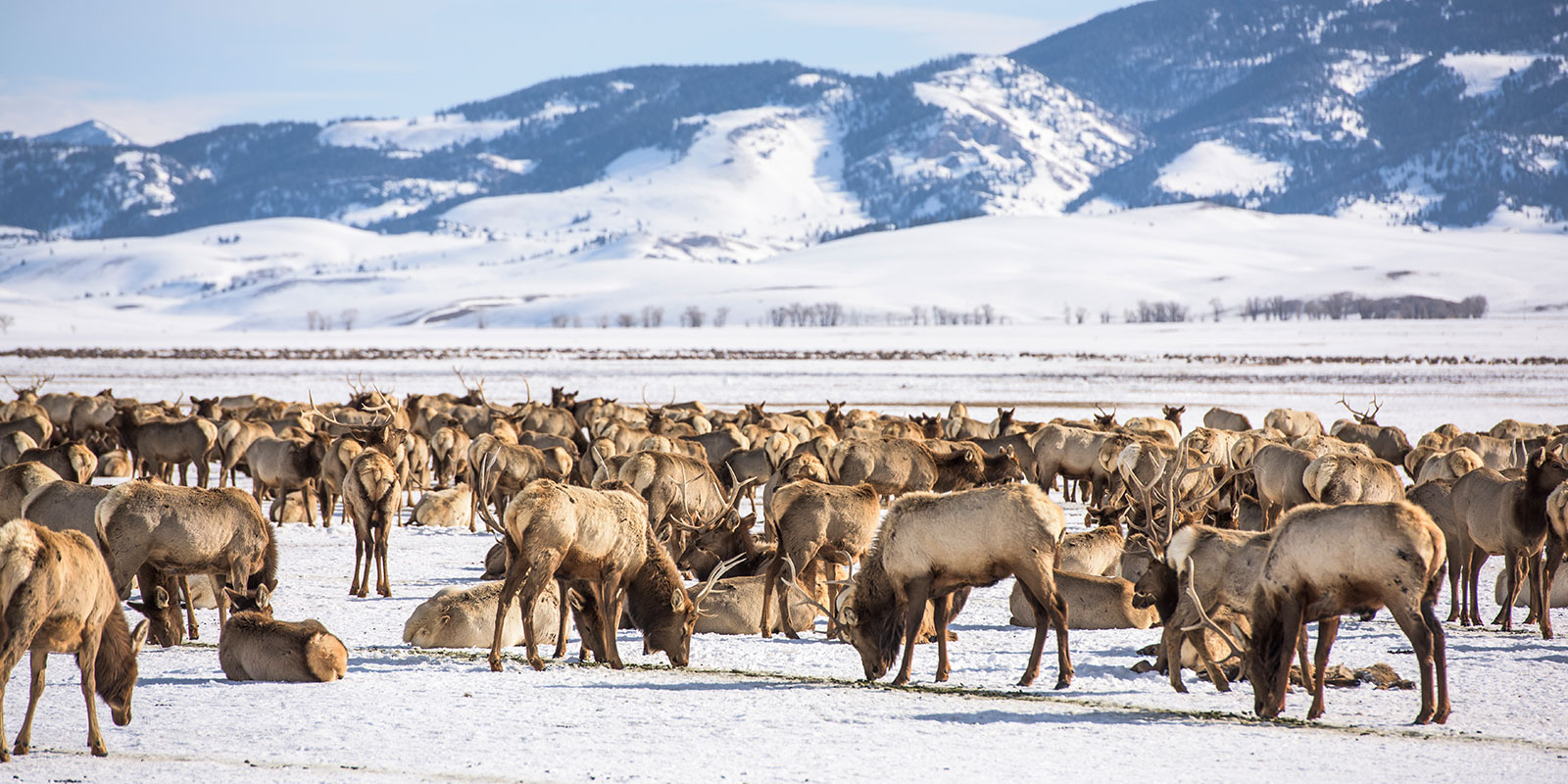 Elk Refuge In Winter