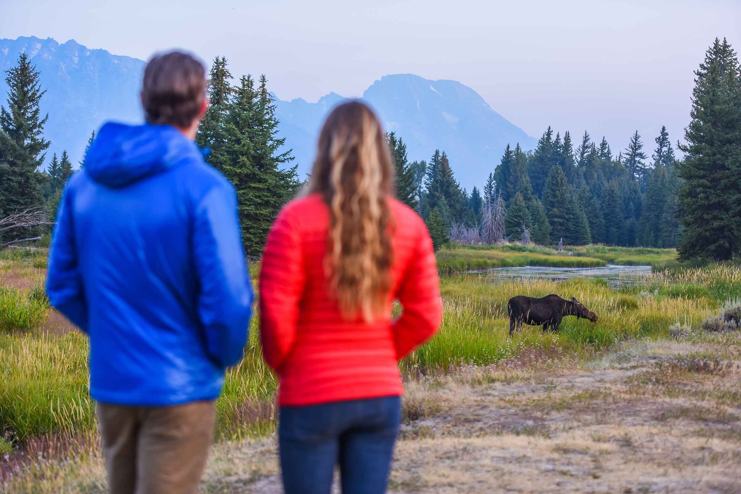 Couple Watching Moose Grazing In Jackson Hole
