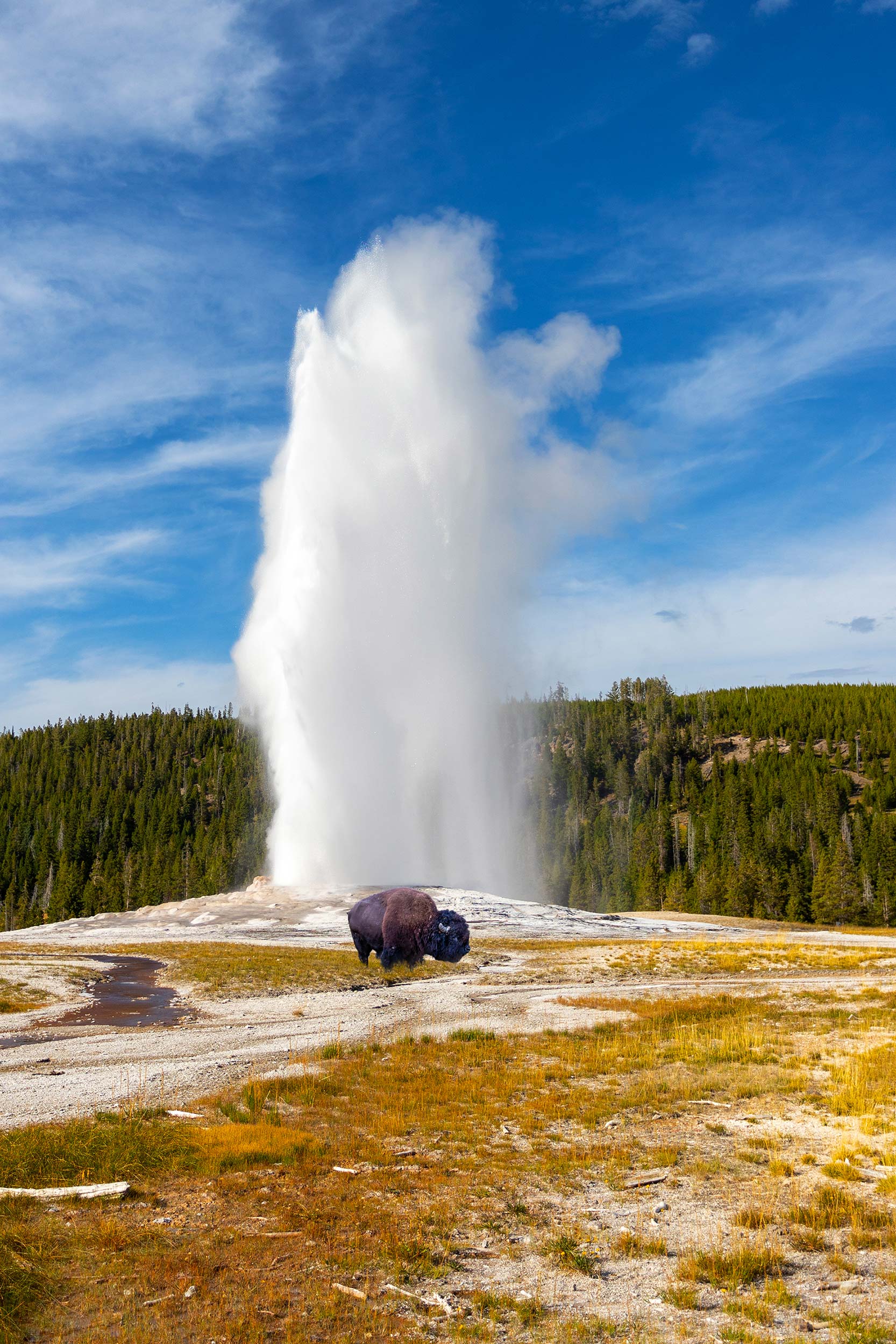 Young-Bison-Grazes-as-Old-Faithful-Geyser-Erupts-at-Yellowstone-National-Park