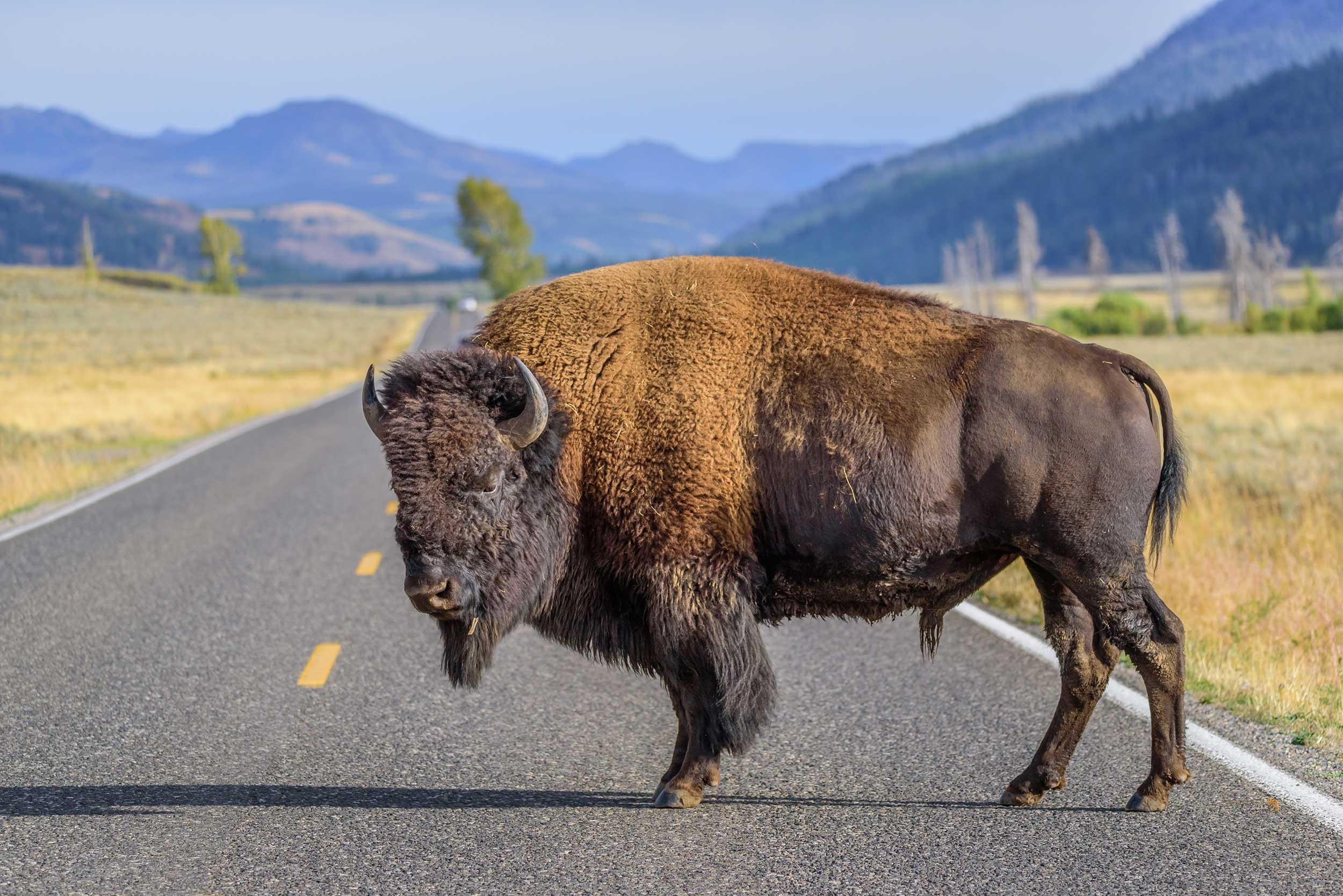 Large male bison on road in Wyoming