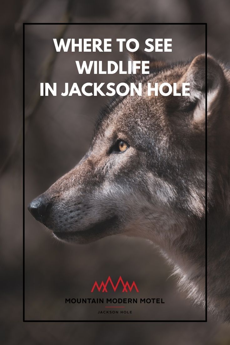 Blog Where to See Wildlife in Jackson Hole