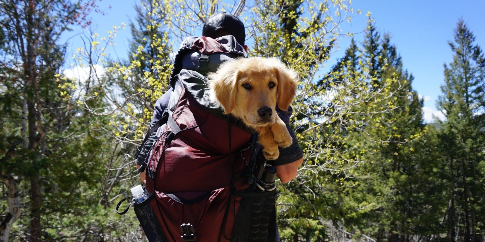 Lab puppy in hiker's backpack on trail.