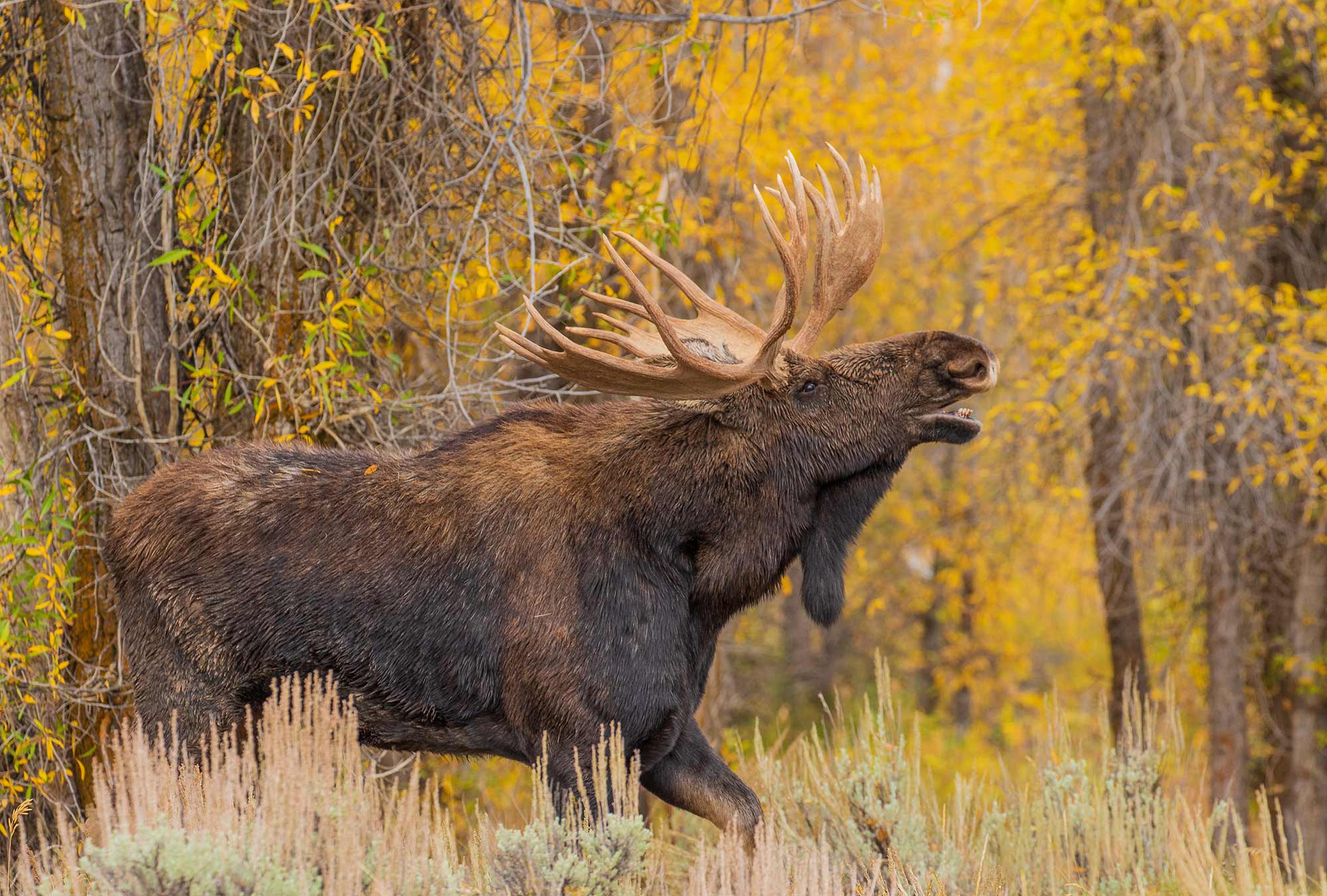 Bull Moose In Autumn Rut