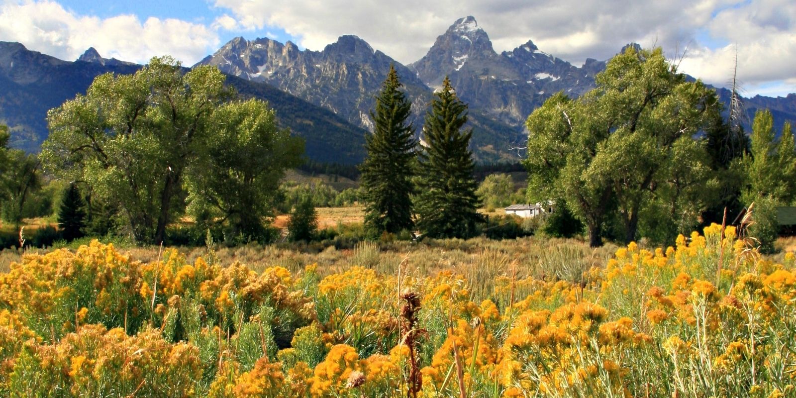 Fall foliage in front of Grand Tetons in Jackson Hole.