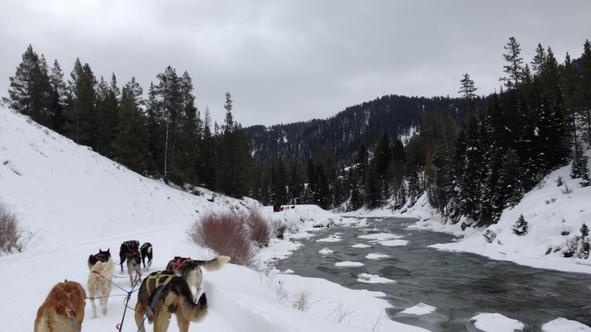 Jackson Hole Iditarod Dog Sledding along mountain stream