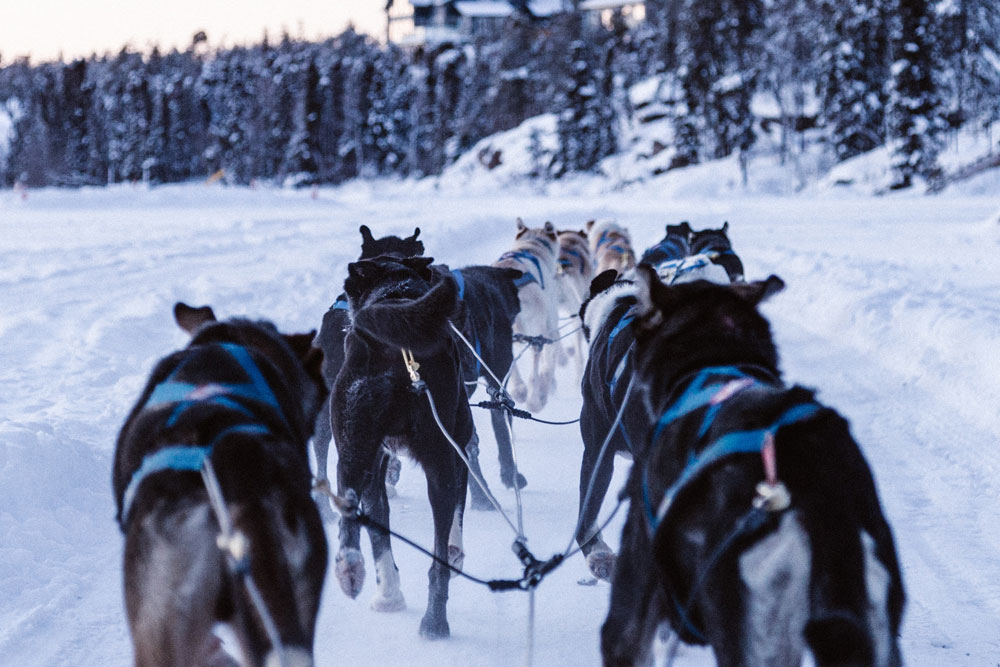 Dogs pulling dog sled - view from rider