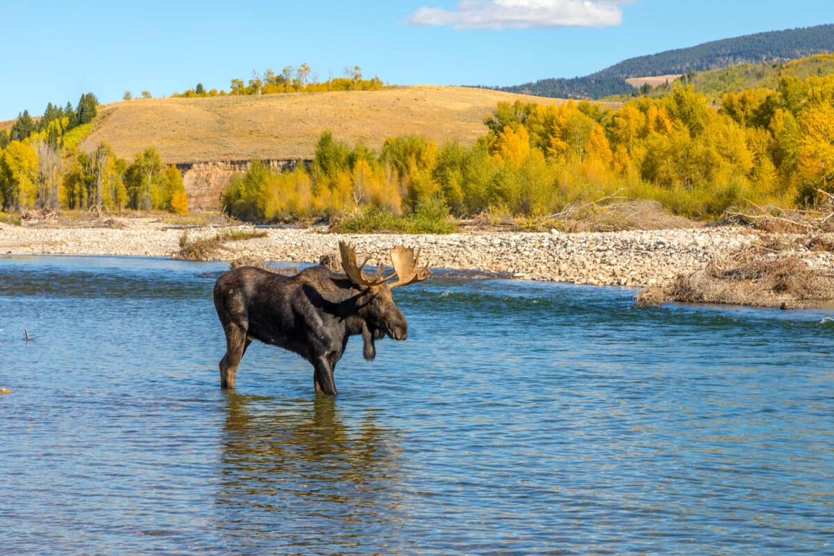 Moose-in-Fall-Jackson-Hole
