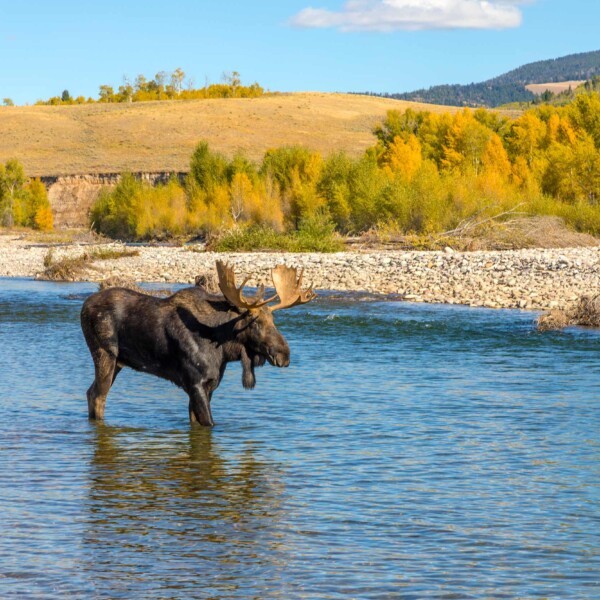 Moose-in-Fall-Jackson-Hole
