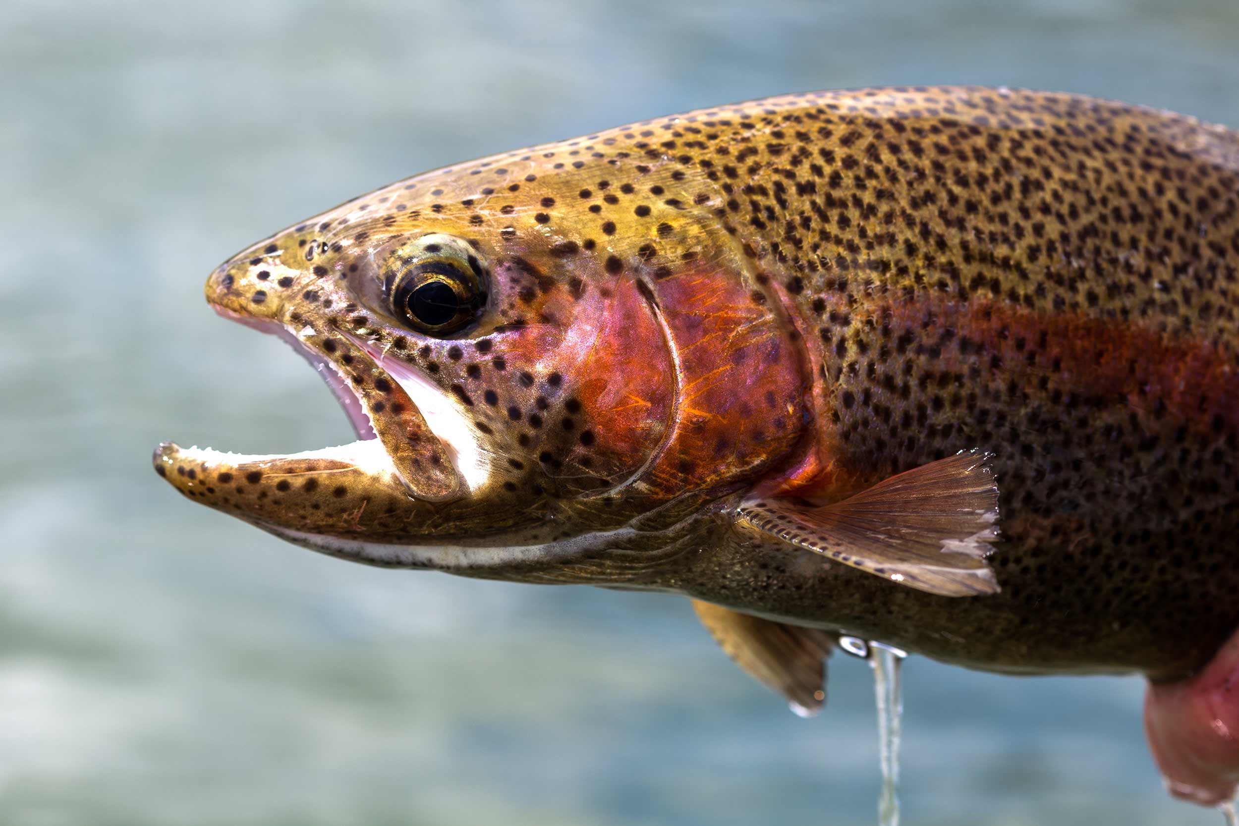 Rainbow Trout - Fishing Snake River