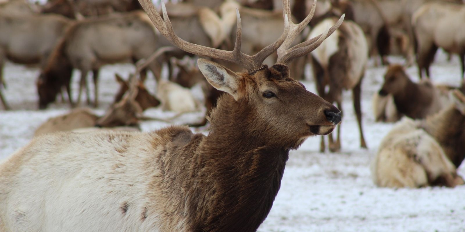 Elk in winter at the National Elk Refuge