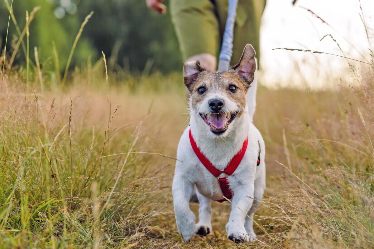 Dog on leash hiking