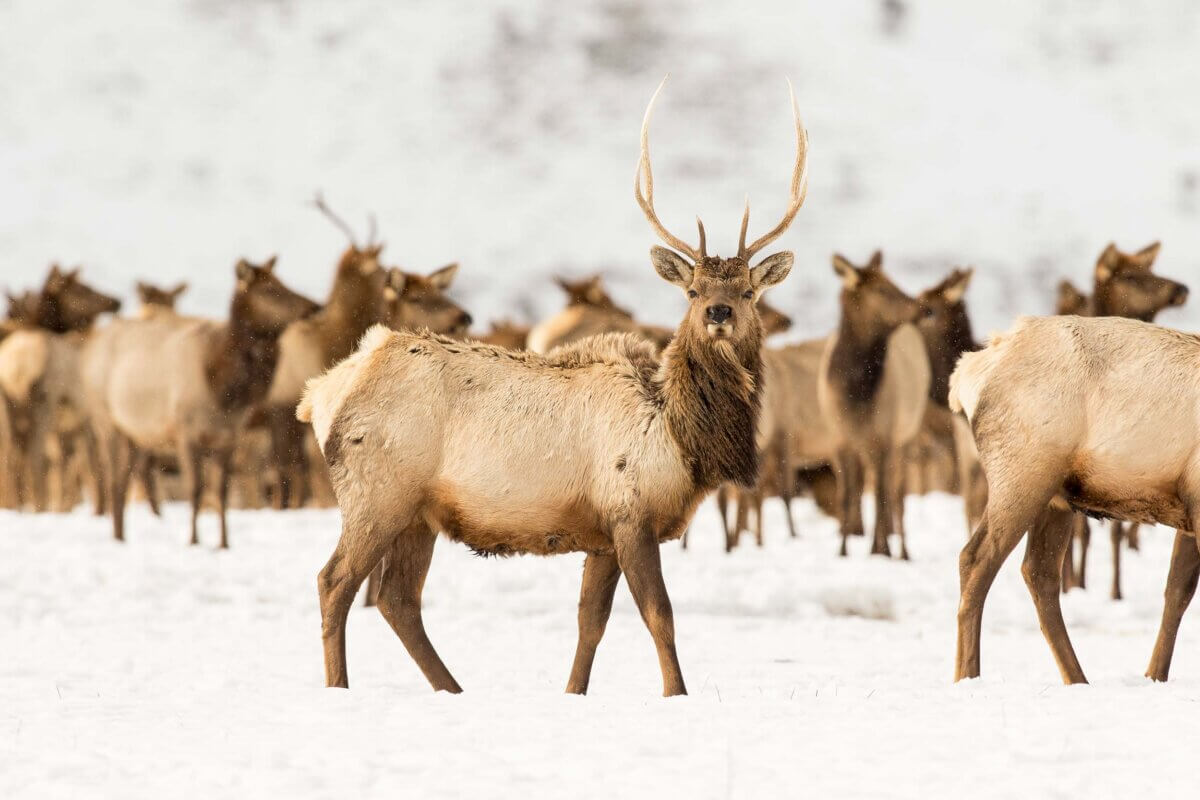Young Bull Elk In National Elk Refuge